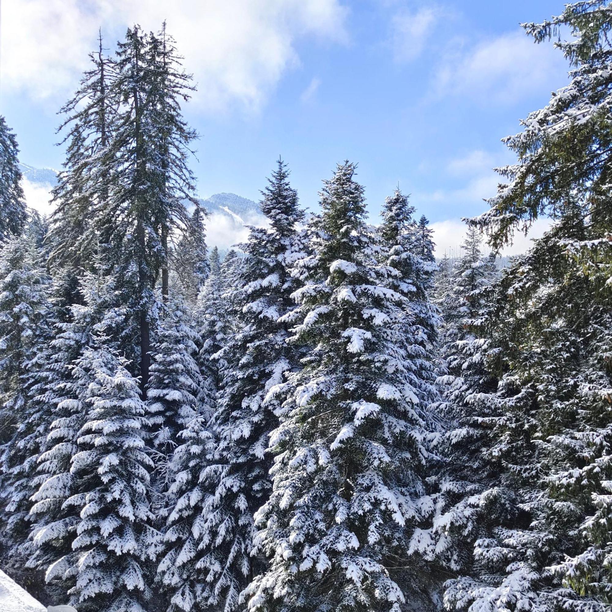 Borovets Dream Studio Eksteriør bilde